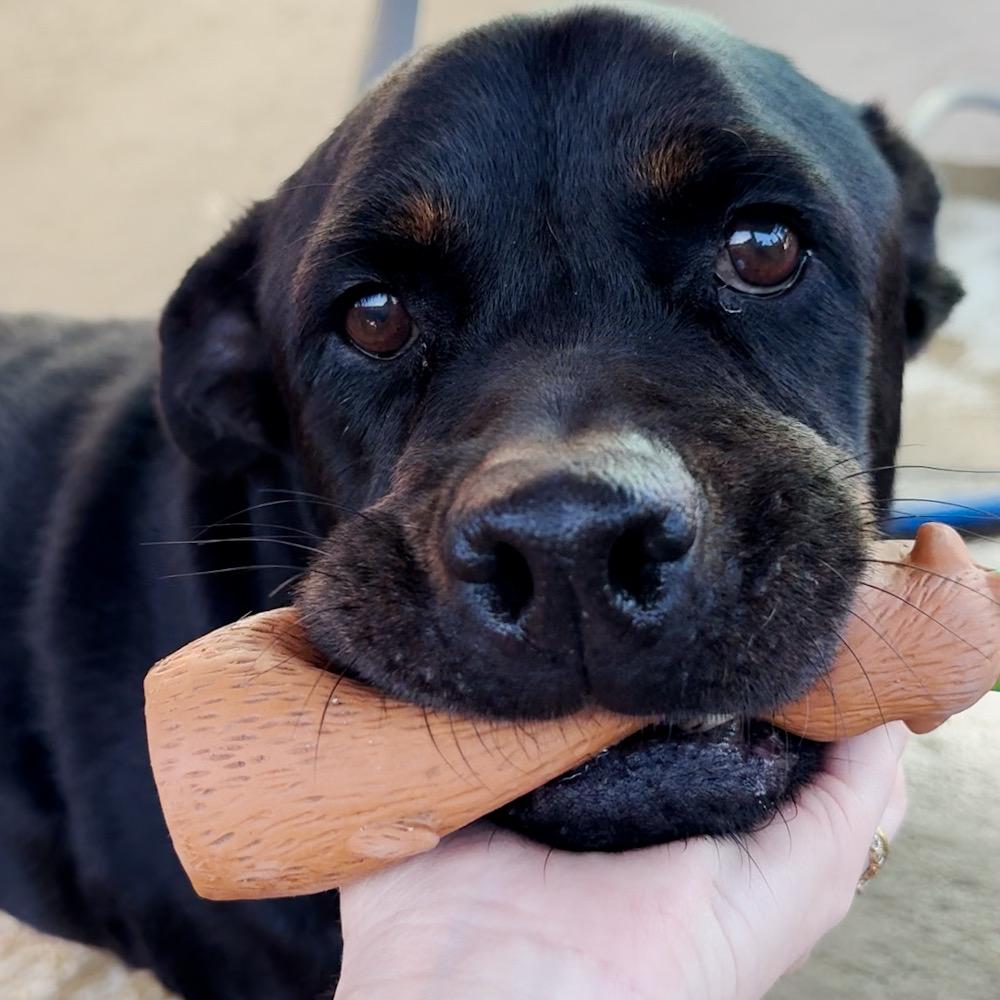 Flor, a Adoptable Rottweiler in San Diego, CA image 2/6