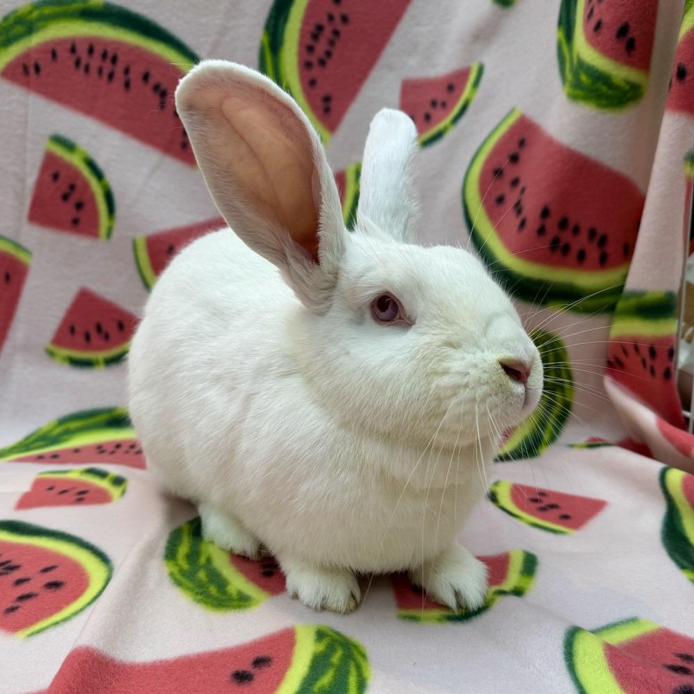 Enlarge Glacier, a Adoptable Florida White in Gainesville, FL image 1/6