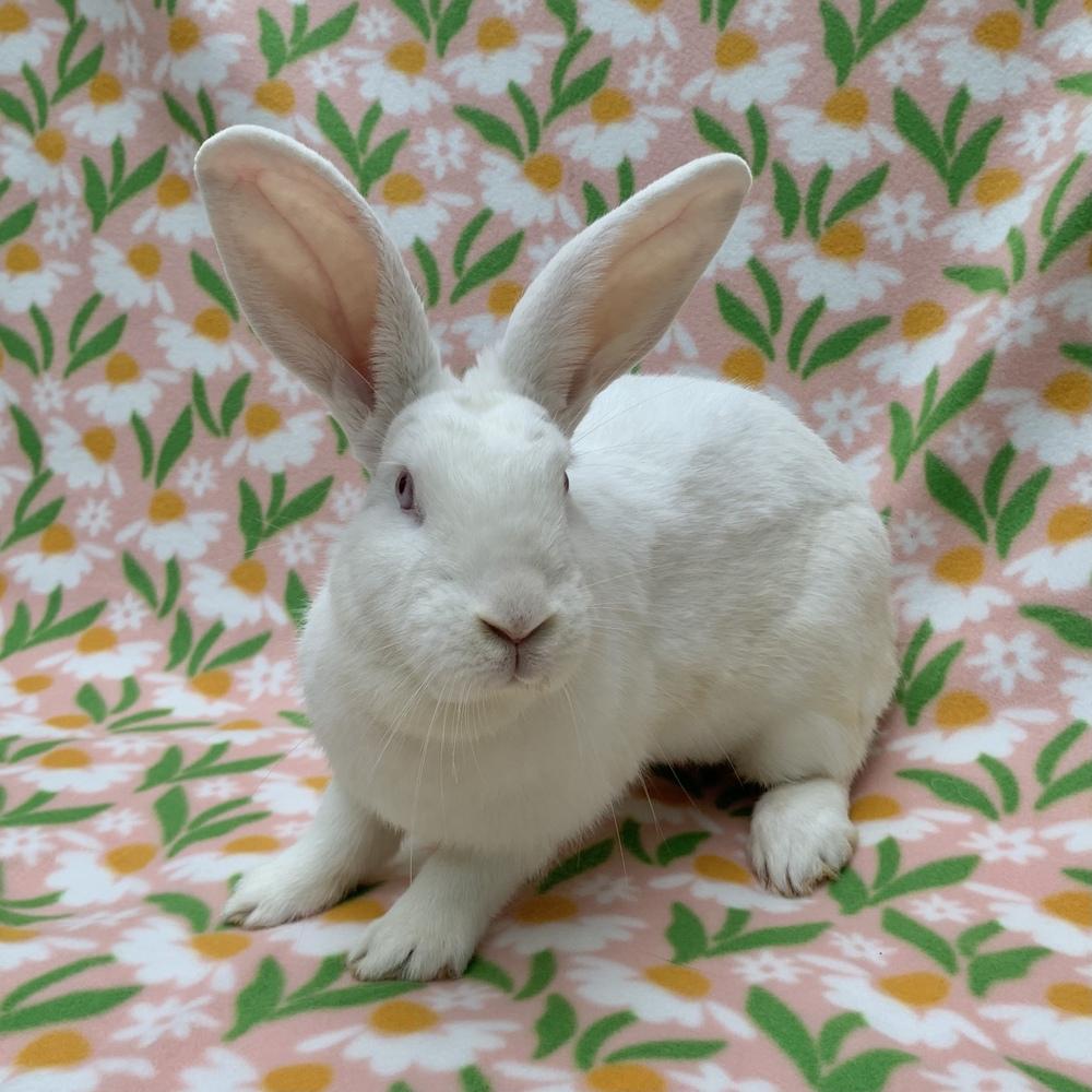 Enlarge Glacier, a Adoptable Florida White in Gainesville, FL image 2/6