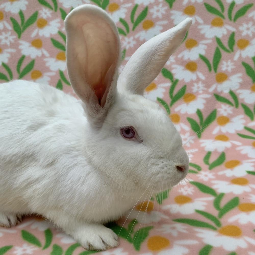 Enlarge Glacier, a Adoptable Florida White in Gainesville, FL image 3/6
