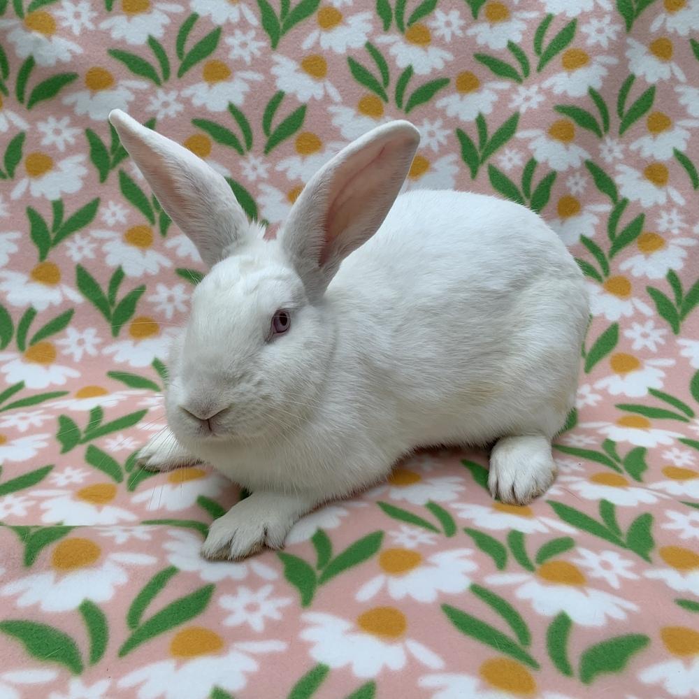Enlarge Glacier, a Adoptable Florida White in Gainesville, FL image 4/6
