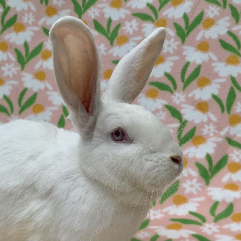 Enlarge Glacier, a Adoptable Florida White in Gainesville, FL image 5/6