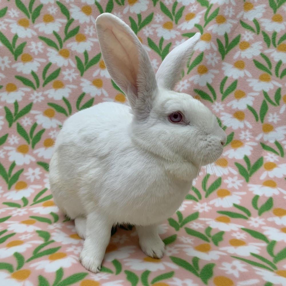 Enlarge Glacier, a Adoptable Florida White in Gainesville, FL image 6/6