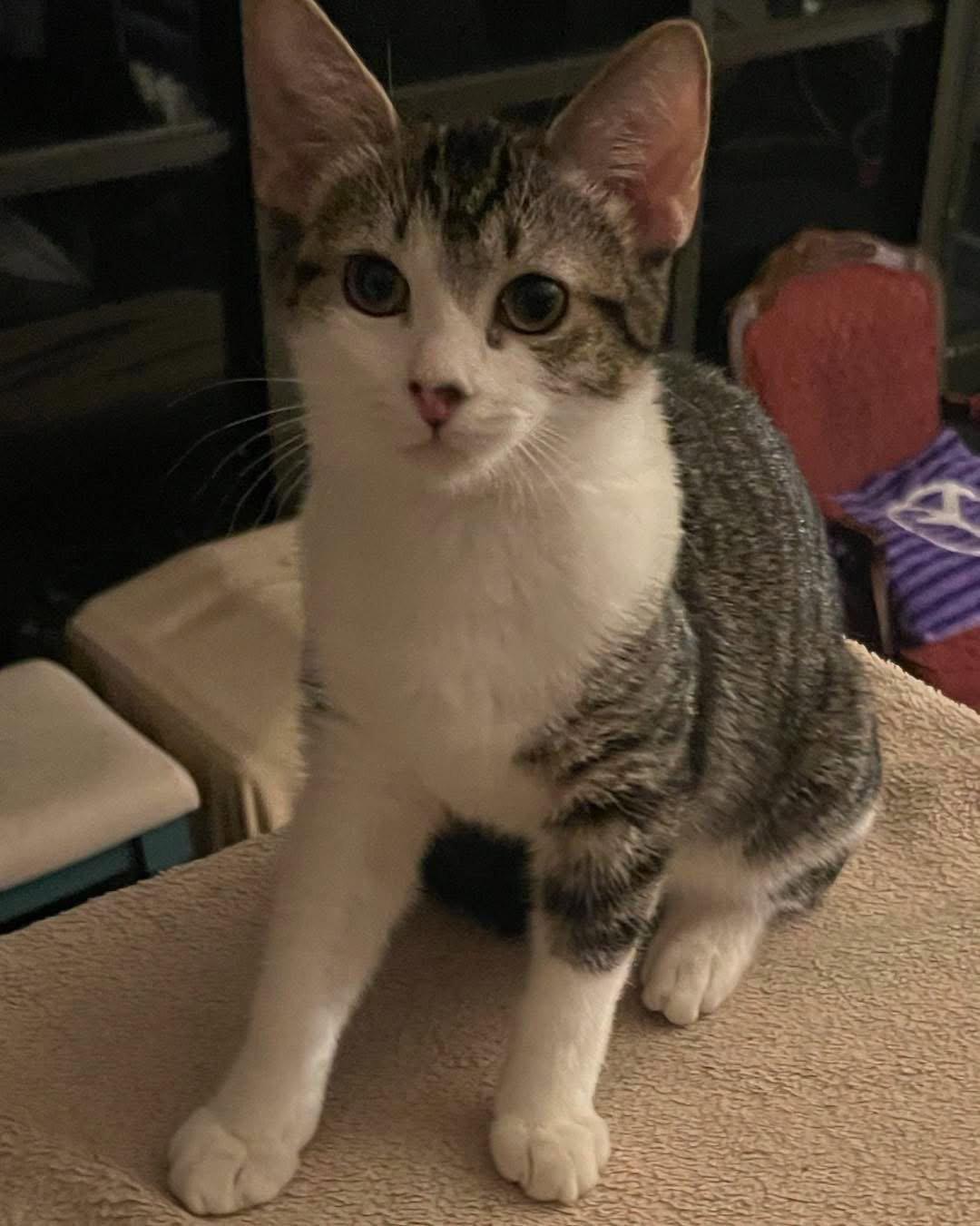 Sasha, Adoptable, Kitten Female Domestic Short Hair.