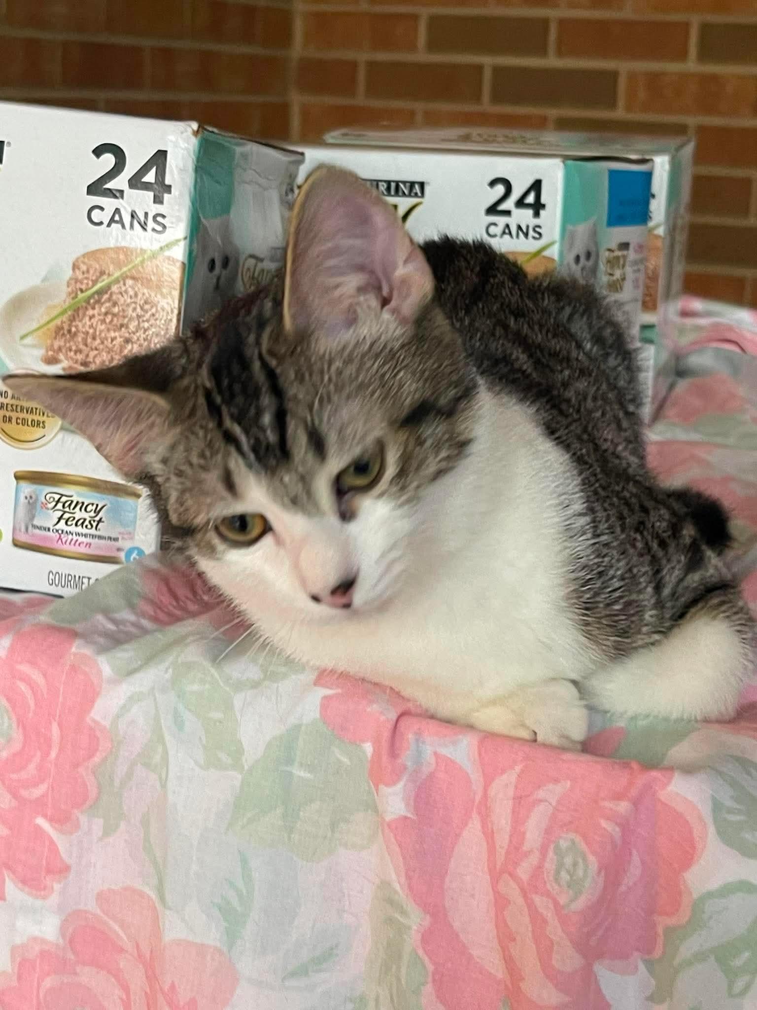 Enlarge Sasha, a Adoptable Domestic Short Hair in Oakboro , NC image 2/3