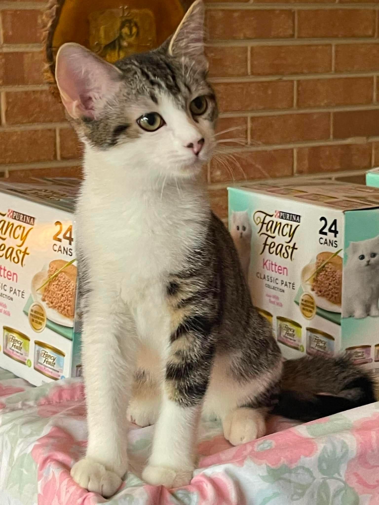 Enlarge Sasha, a Adoptable Domestic Short Hair in Oakboro , NC image 3/3
