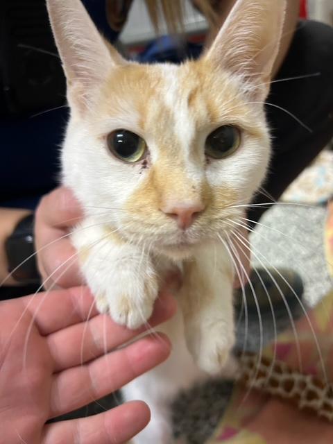 Enlarge Bubba J, a ADOPTABLE Domestic Short Hair in Douglas, MI image 1/1