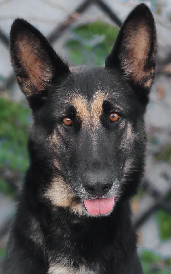 *Arya von Affler