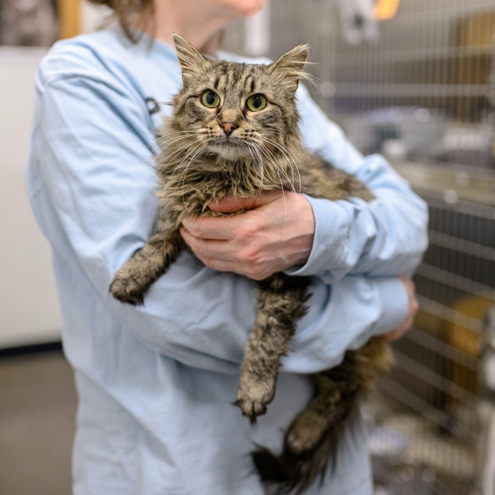 IRIS, Adopted, Adult Female Domestic Long Hair.