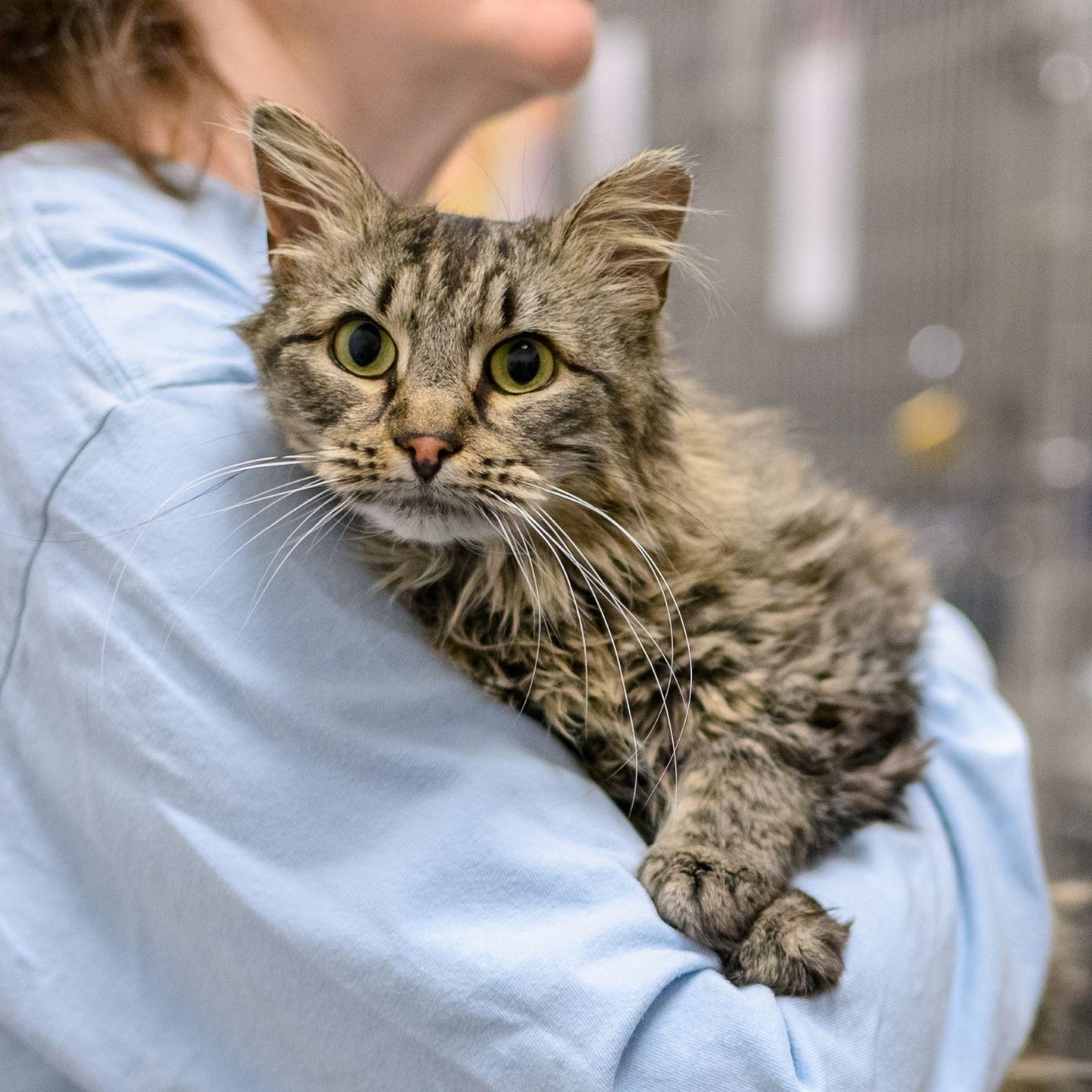Enlarge IRIS, a Adopted Domestic Long Hair in Hamilton, NJ image 2/3