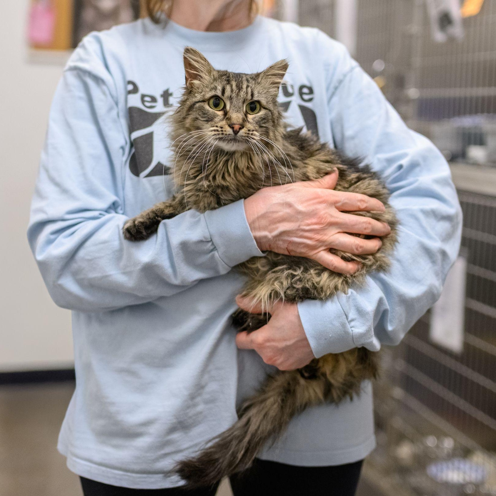 Enlarge IRIS, a Adopted Domestic Long Hair in Hamilton, NJ image 3/3