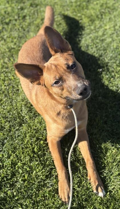 Rico de Gallo, Adoptable, Adult Male Shepherd & Cattle Dog.