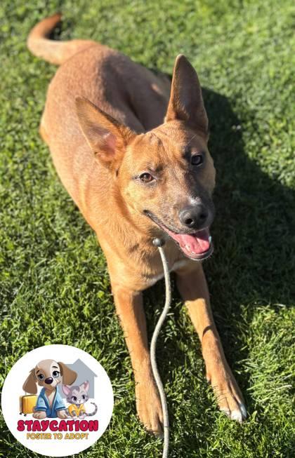 Enlarge Rico de Gallo, a Adoptable mixed breed in Phoenix, AZ image 2/3