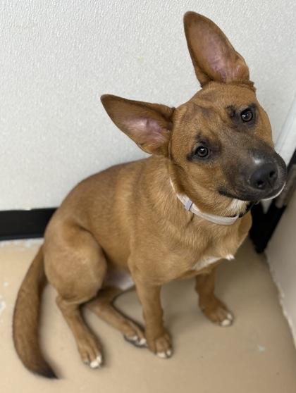 Enlarge Rico de Gallo, a Adoptable mixed breed in Phoenix, AZ image 3/3
