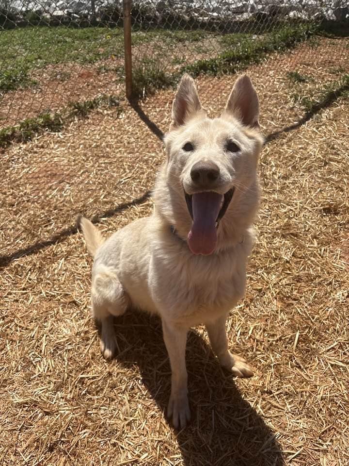 Angus Young, adopted, Adult Male German Shepherd Dog.