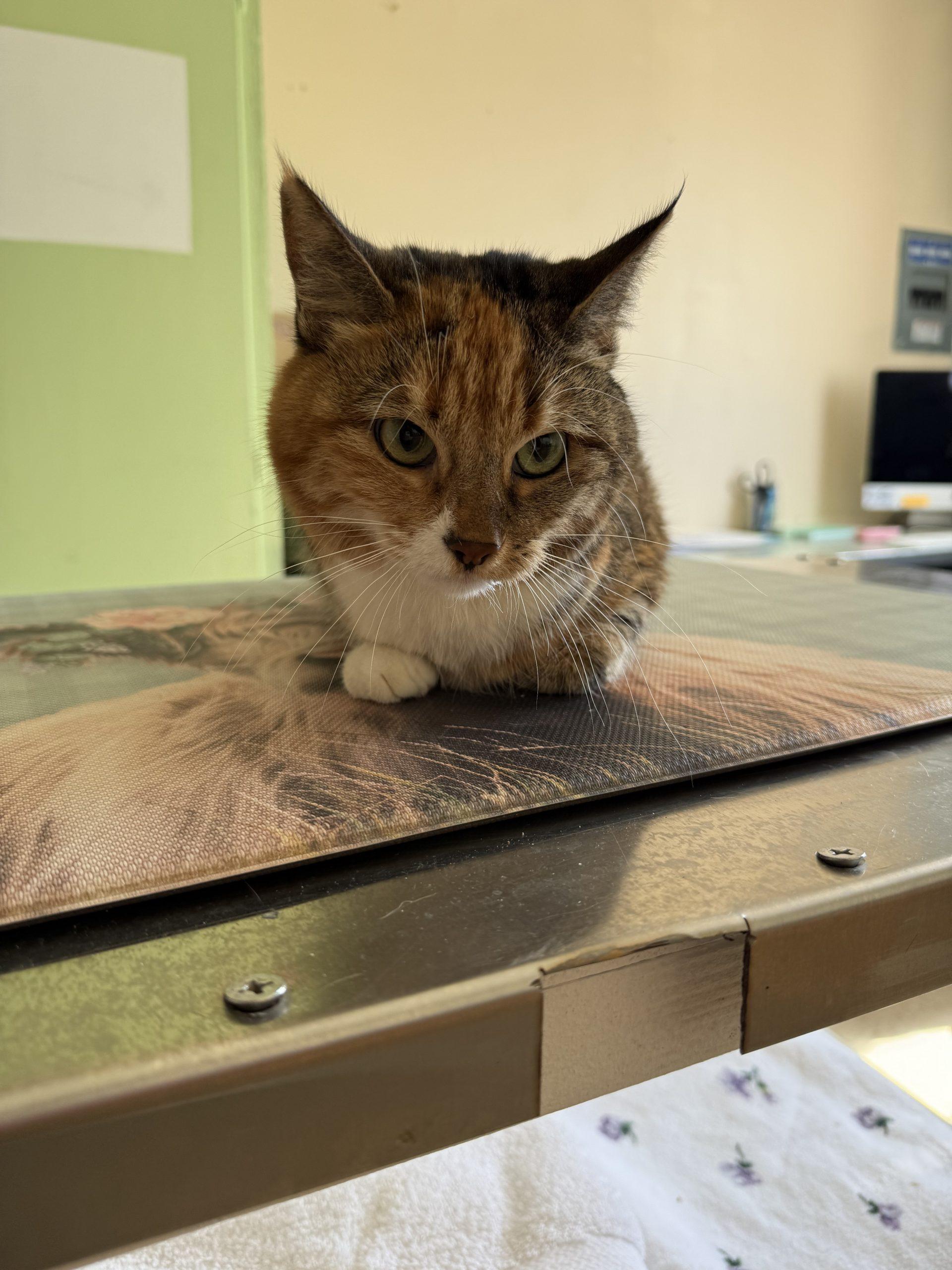 Nala, Adoptable, Kitten Female Domestic Short Hair.