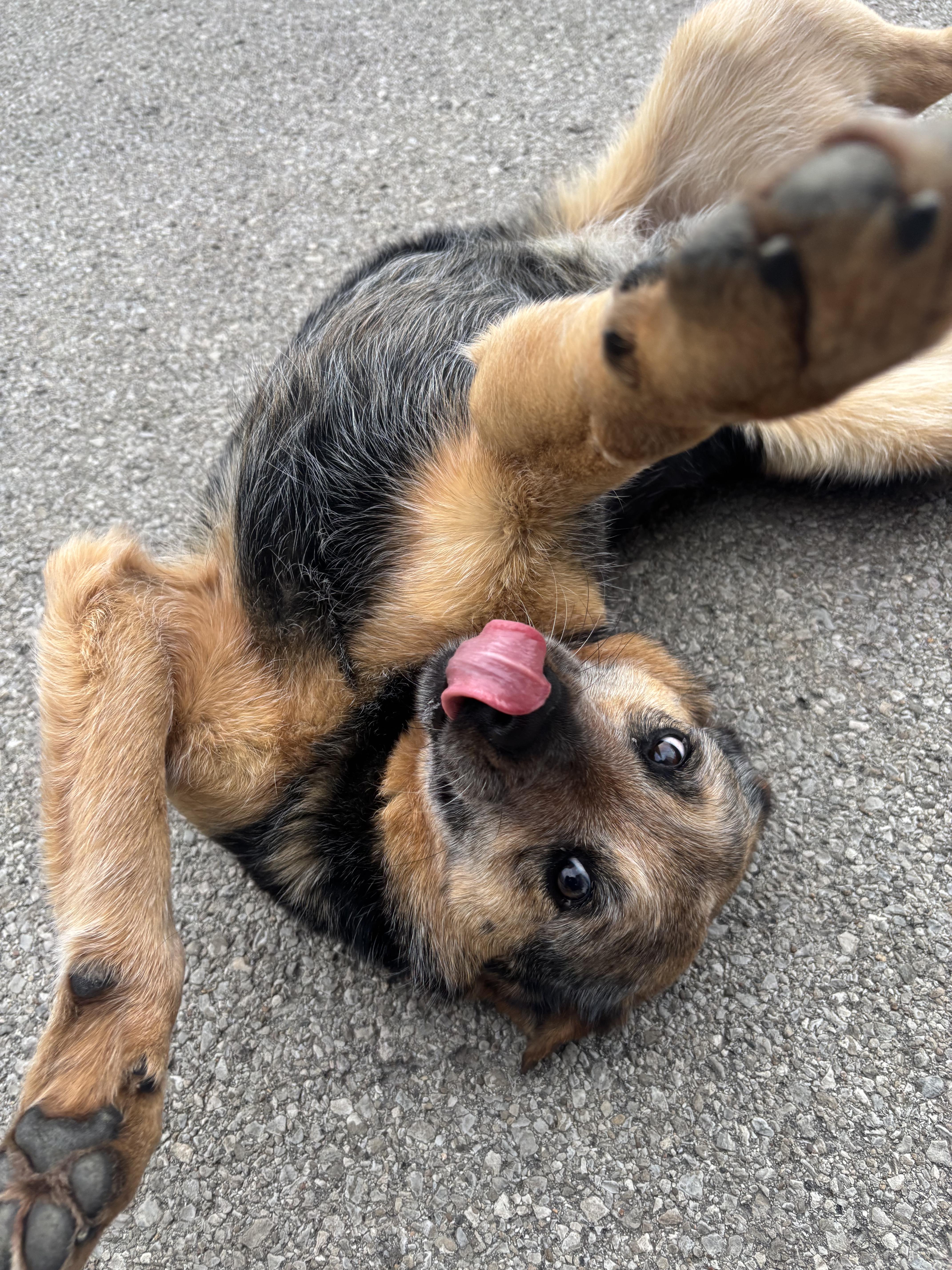 Enlarge Jake " From State Farm", a ADOPTABLE Cattle Dog in Lexington, KY image 4/5