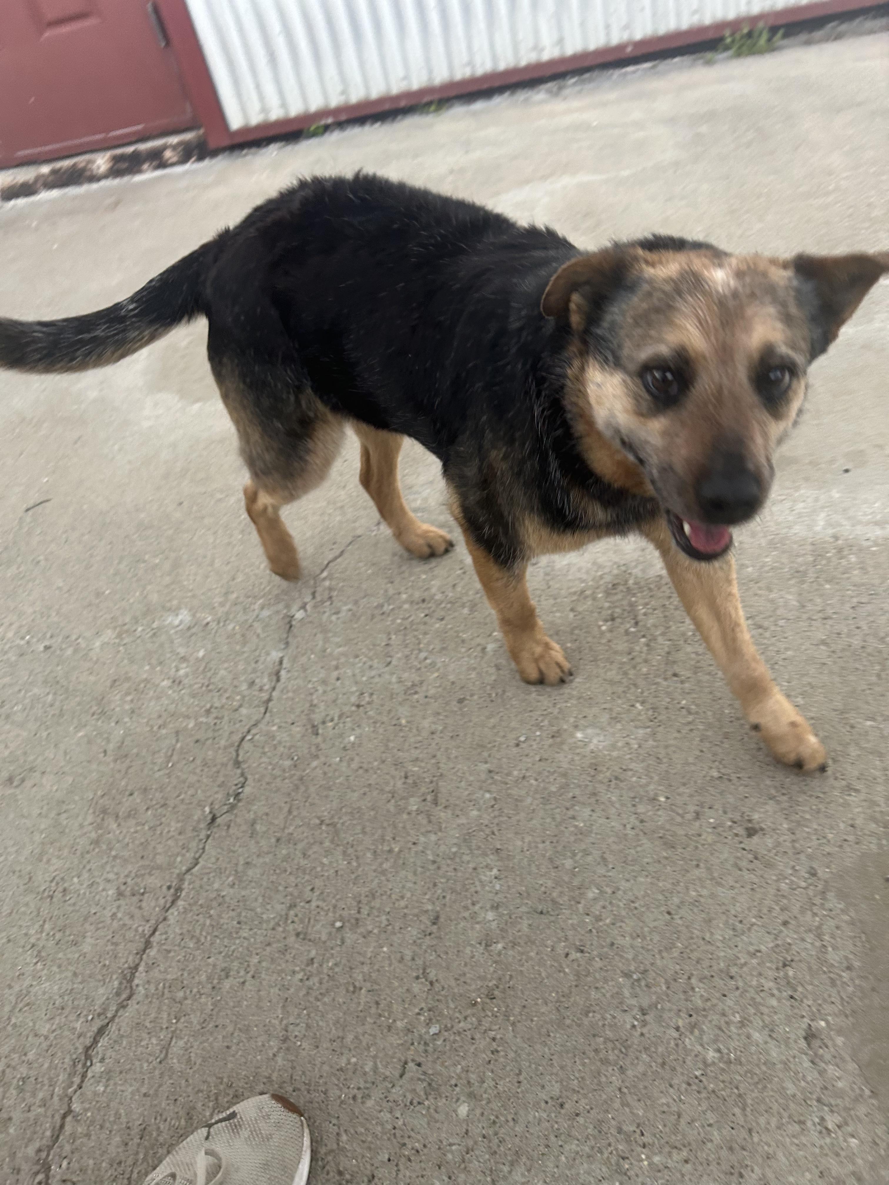 Enlarge Jake " From State Farm", a ADOPTABLE Cattle Dog in Lexington, KY image 5/5