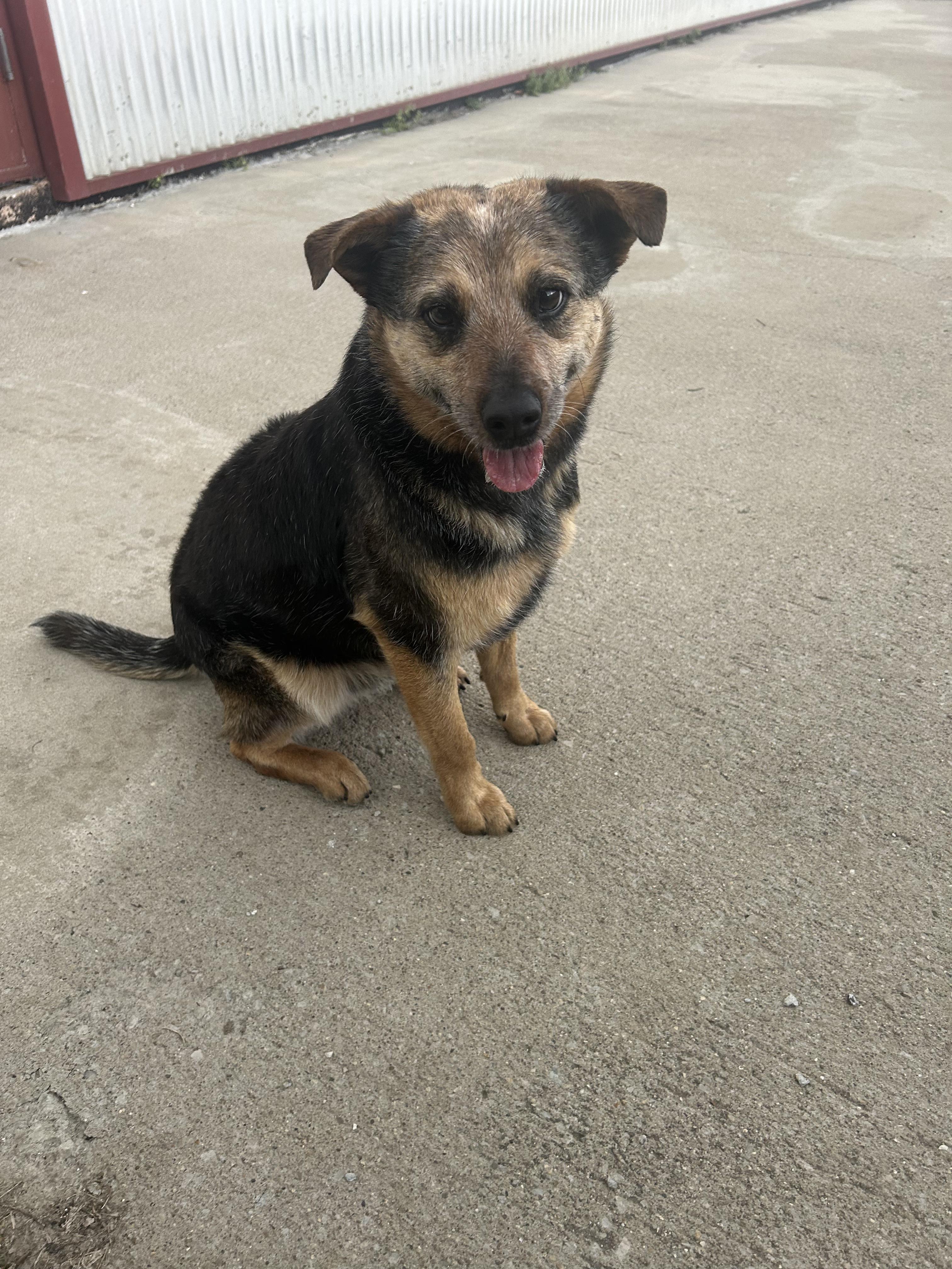 Enlarge Jake " From State Farm", a ADOPTABLE Cattle Dog in Lexington, KY image 3/5