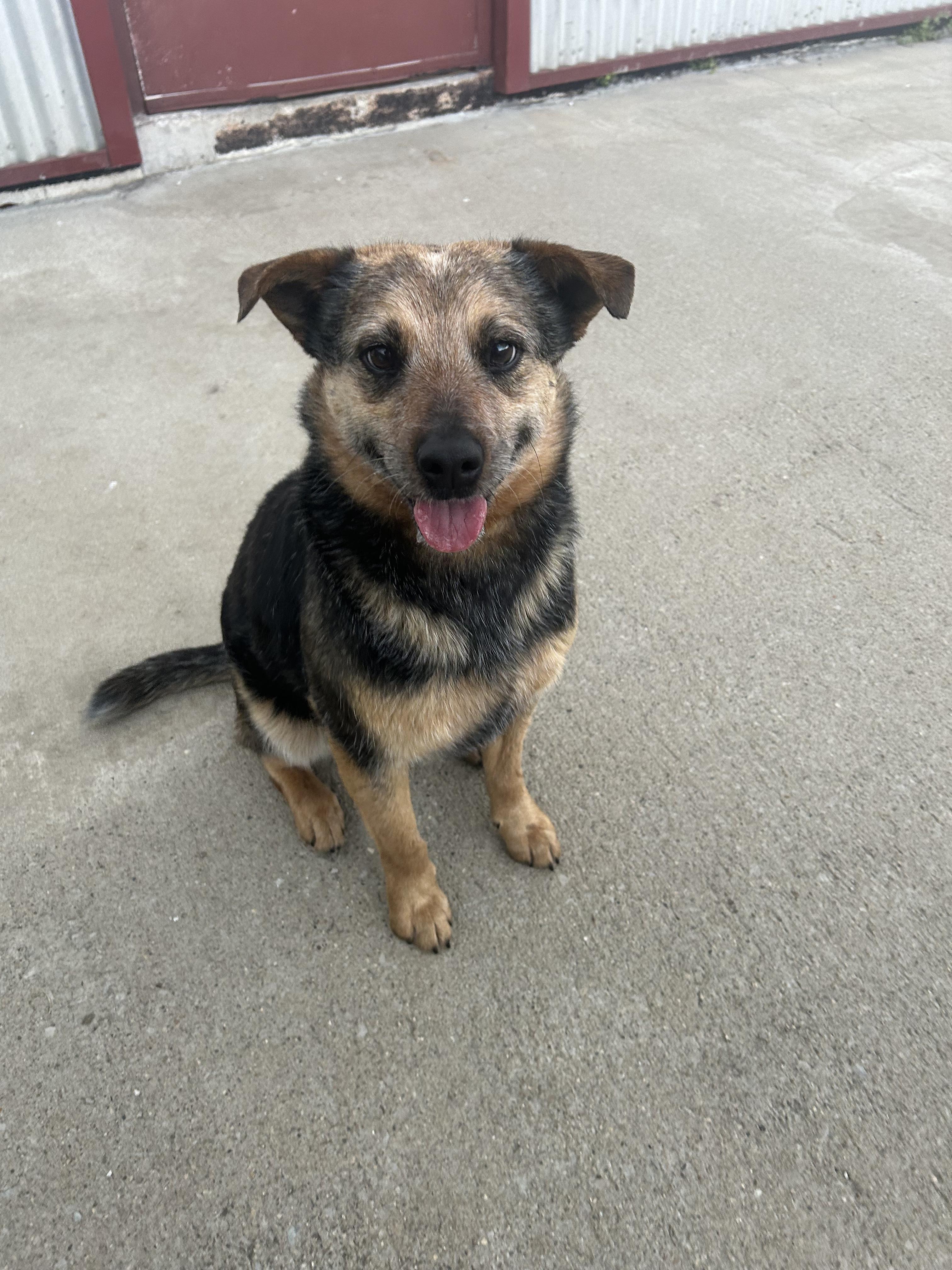 Enlarge Jake " From State Farm", a ADOPTABLE Cattle Dog in Lexington, KY image 2/5