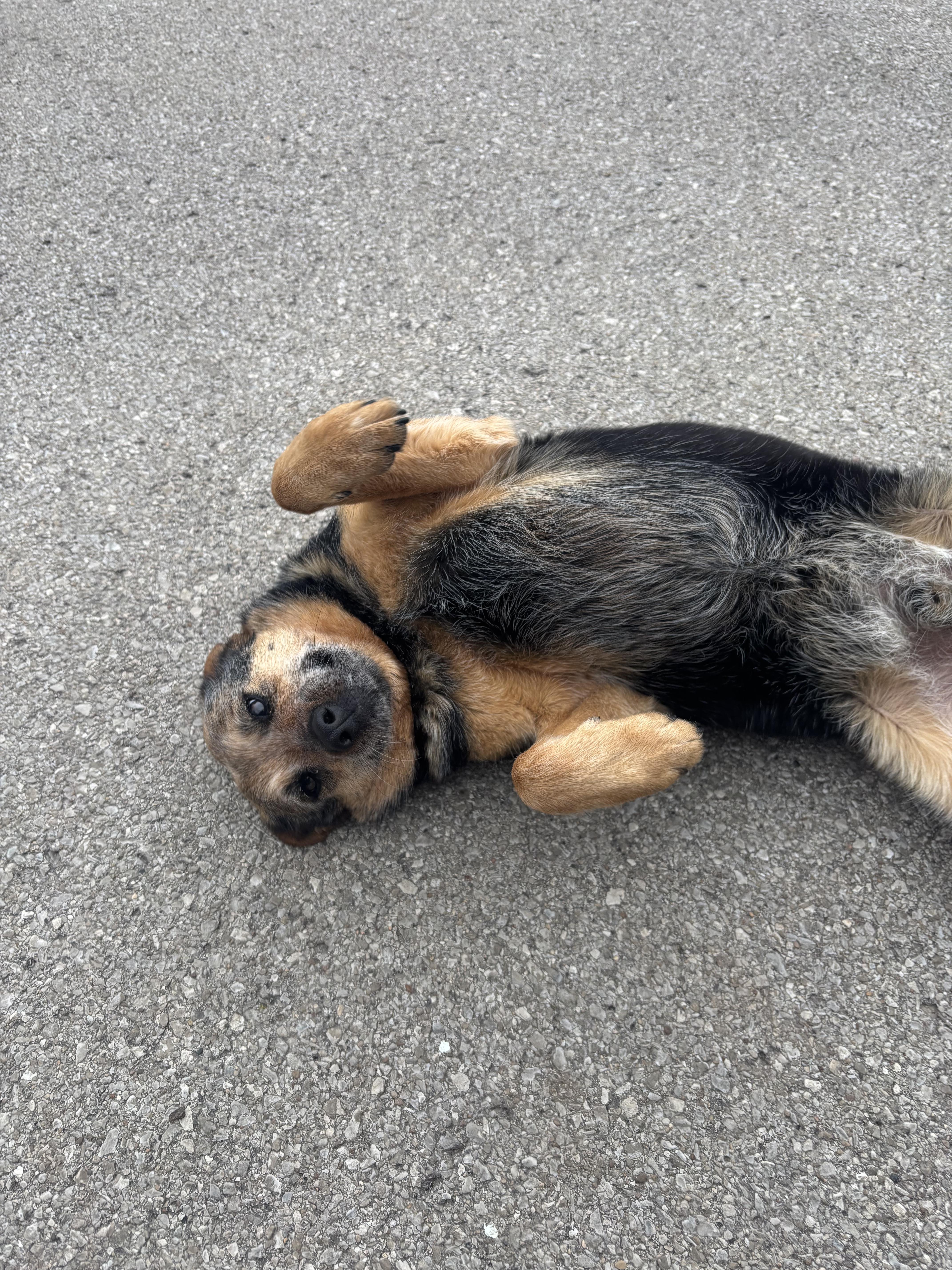 Enlarge Jake " From State Farm", a ADOPTABLE Cattle Dog in Lexington, KY image 1/5