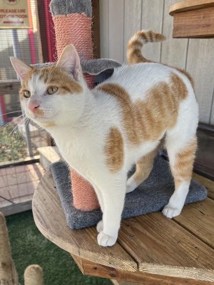 Enlarge Mixer, a Adoptable mixed breed in Houston, TX image 1/2