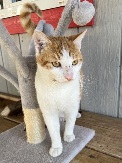 Enlarge Mixer, a Adoptable mixed breed in Houston, TX image 2/2