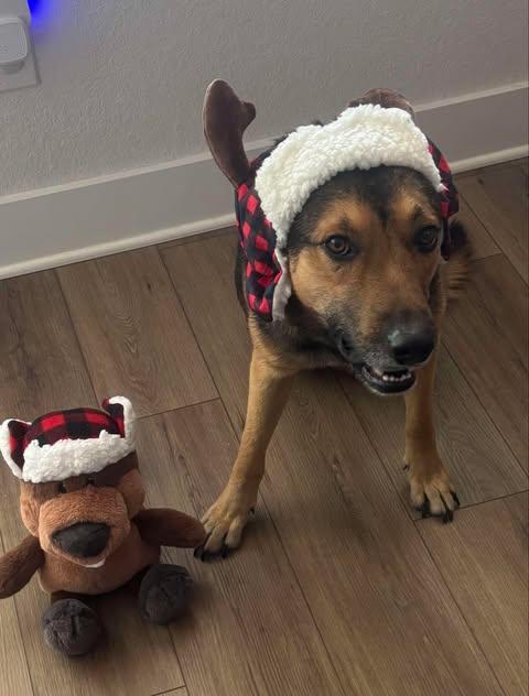 Buzz, ADOPTABLE, Adult Male Mixed Breed & Shepherd.