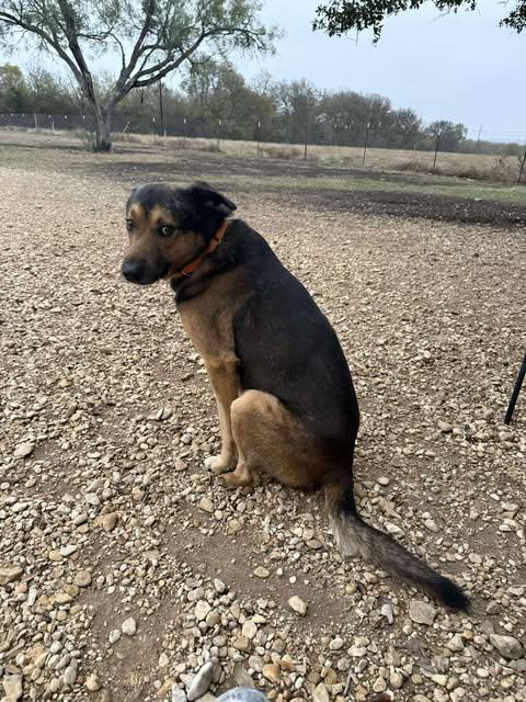Enlarge Buzz, a ADOPTABLE mixed breed in Lockhart, TX image 1/1