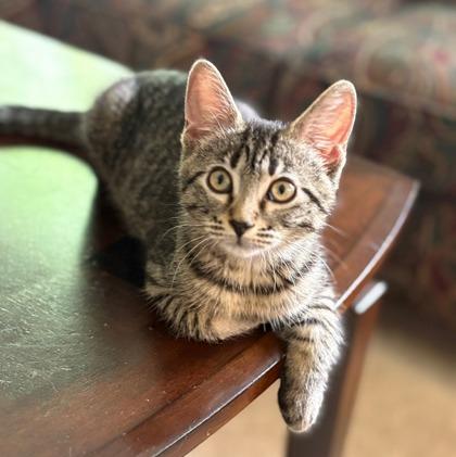 Eliza (Bashful Buddy), Adoptable, Young Female Domestic Short Hair & Domestic Short Hair.