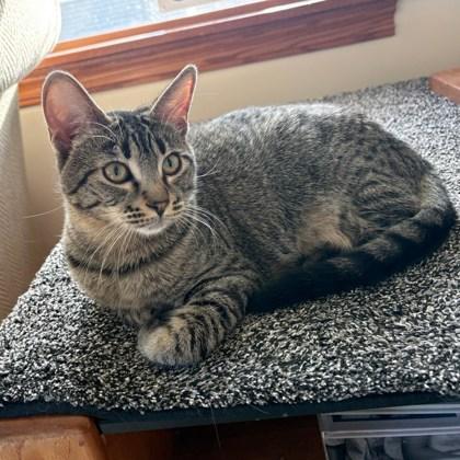 Enlarge Eliza (Bashful Buddy), a Adoptable Domestic Short Hair in Wheaton, IL image 3/3