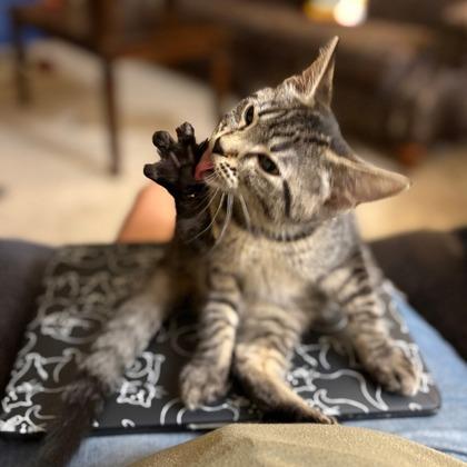 Eliza, a Adoptable Domestic Short Hair in Wheaton, IL image 2/2