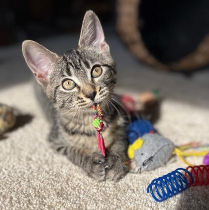 Eliza (Bashful Buddy), a Adoptable Domestic Short Hair in Wheaton, IL image 2/2