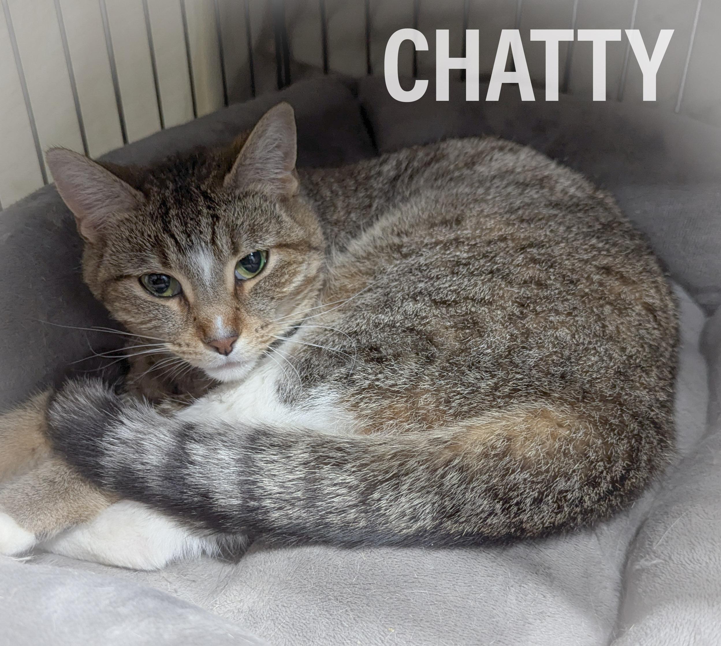 Enlarge CHATTY, a ADOPTABLE mixed breed in Griffith, IN image 4/4