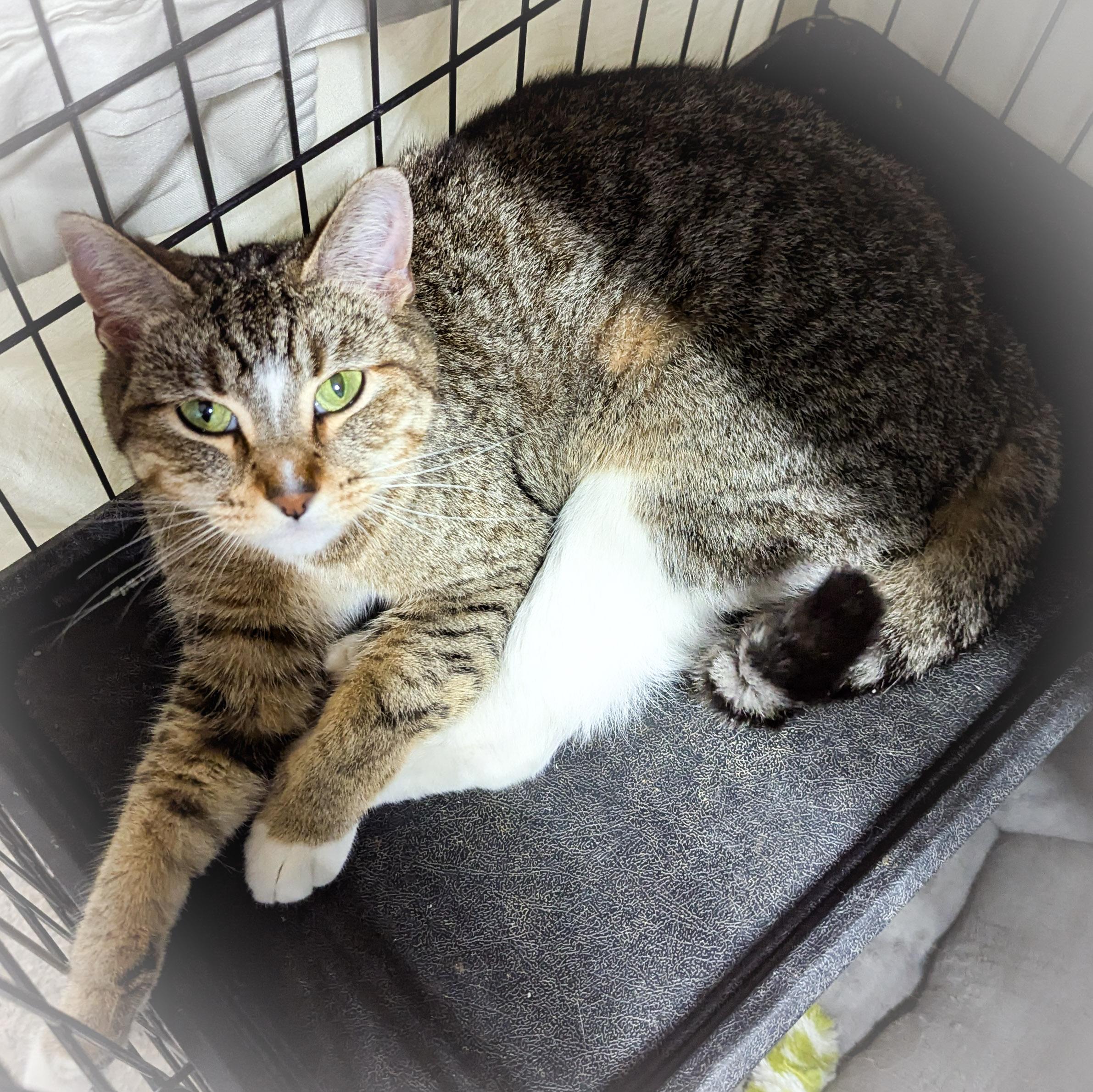 Enlarge CHATTY, a ADOPTABLE mixed breed in Griffith, IN image 3/4