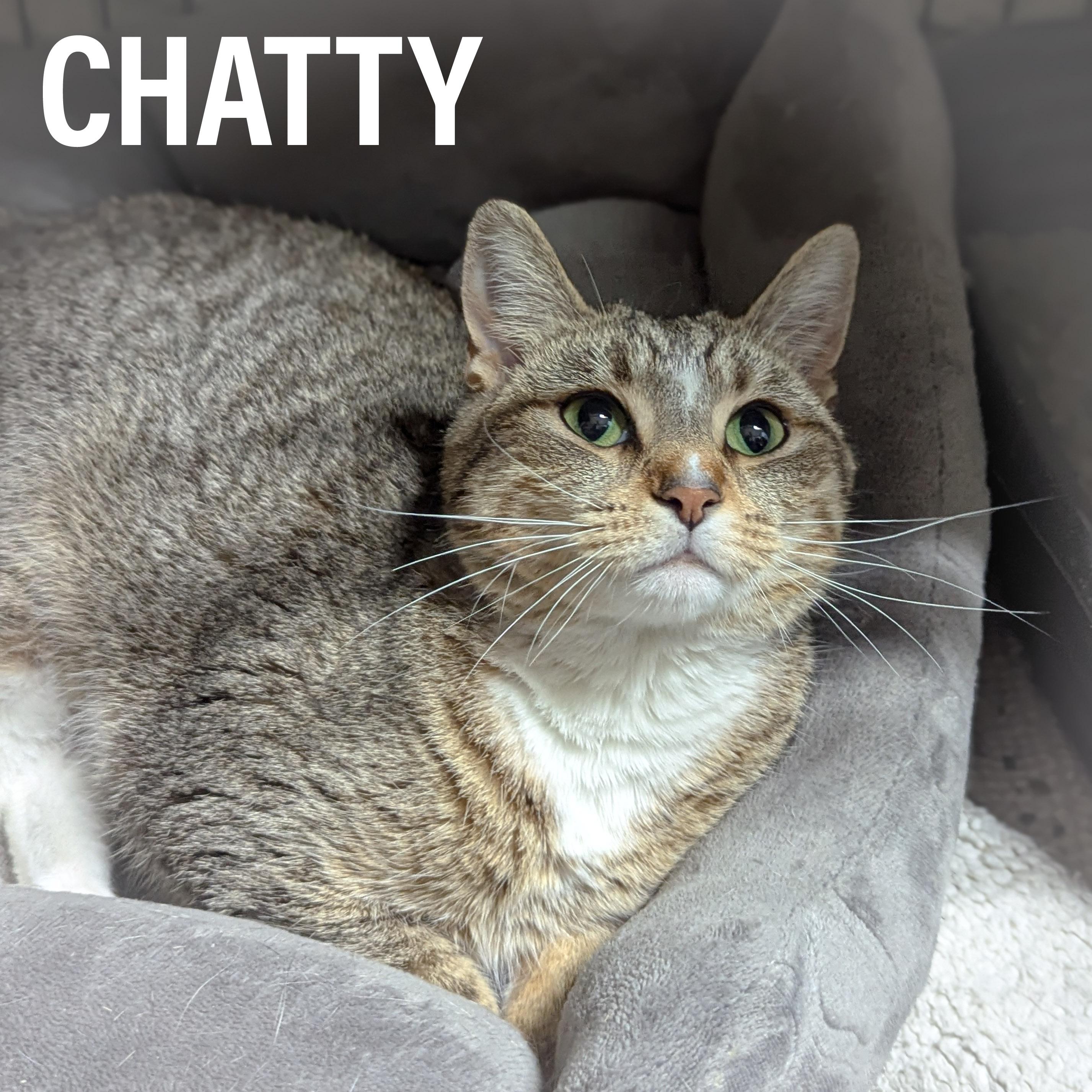 Enlarge CHATTY, a ADOPTABLE mixed breed in Griffith, IN image 2/4