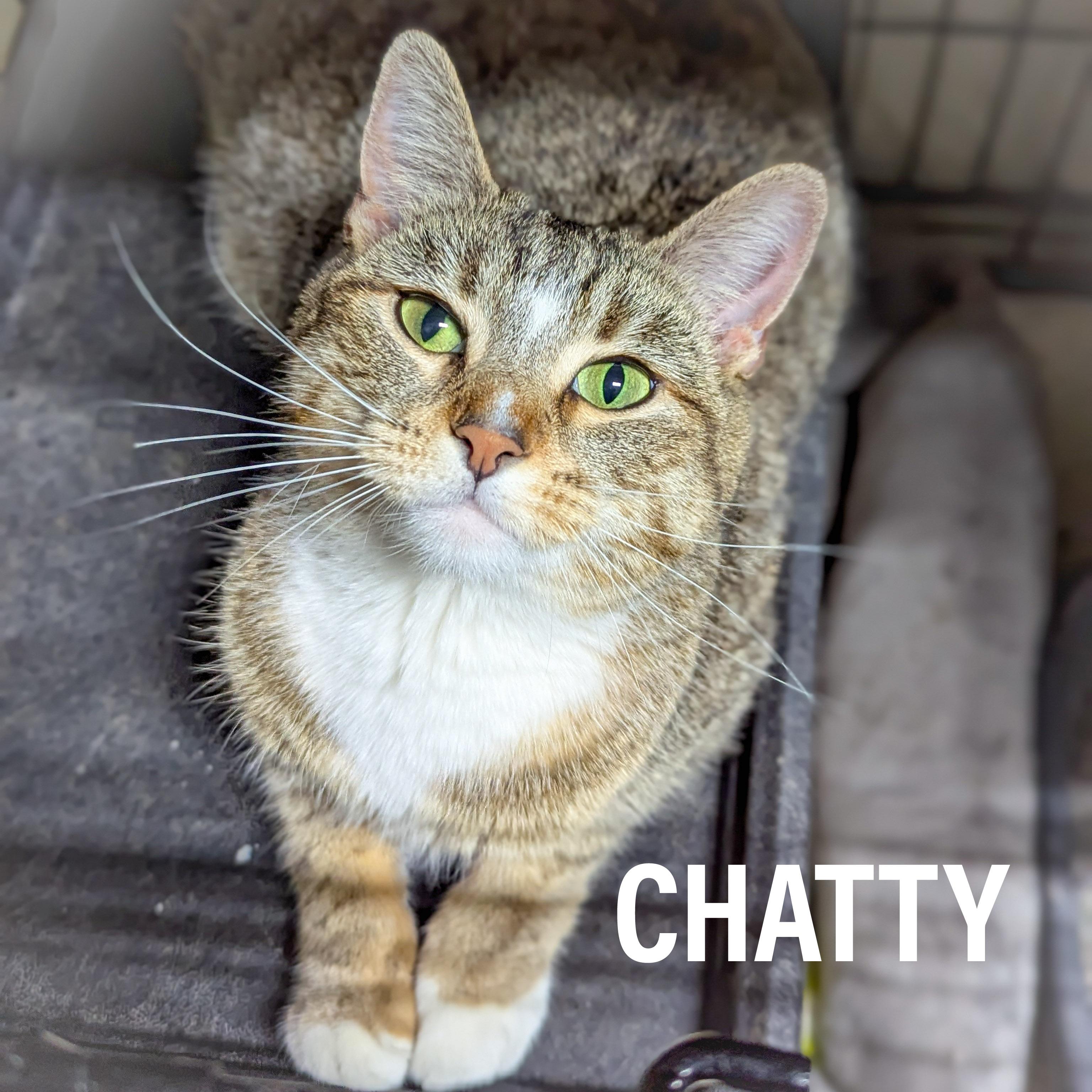 CHATTY, ADOPTABLE, Adult Female Domestic Short Hair & Tabby.