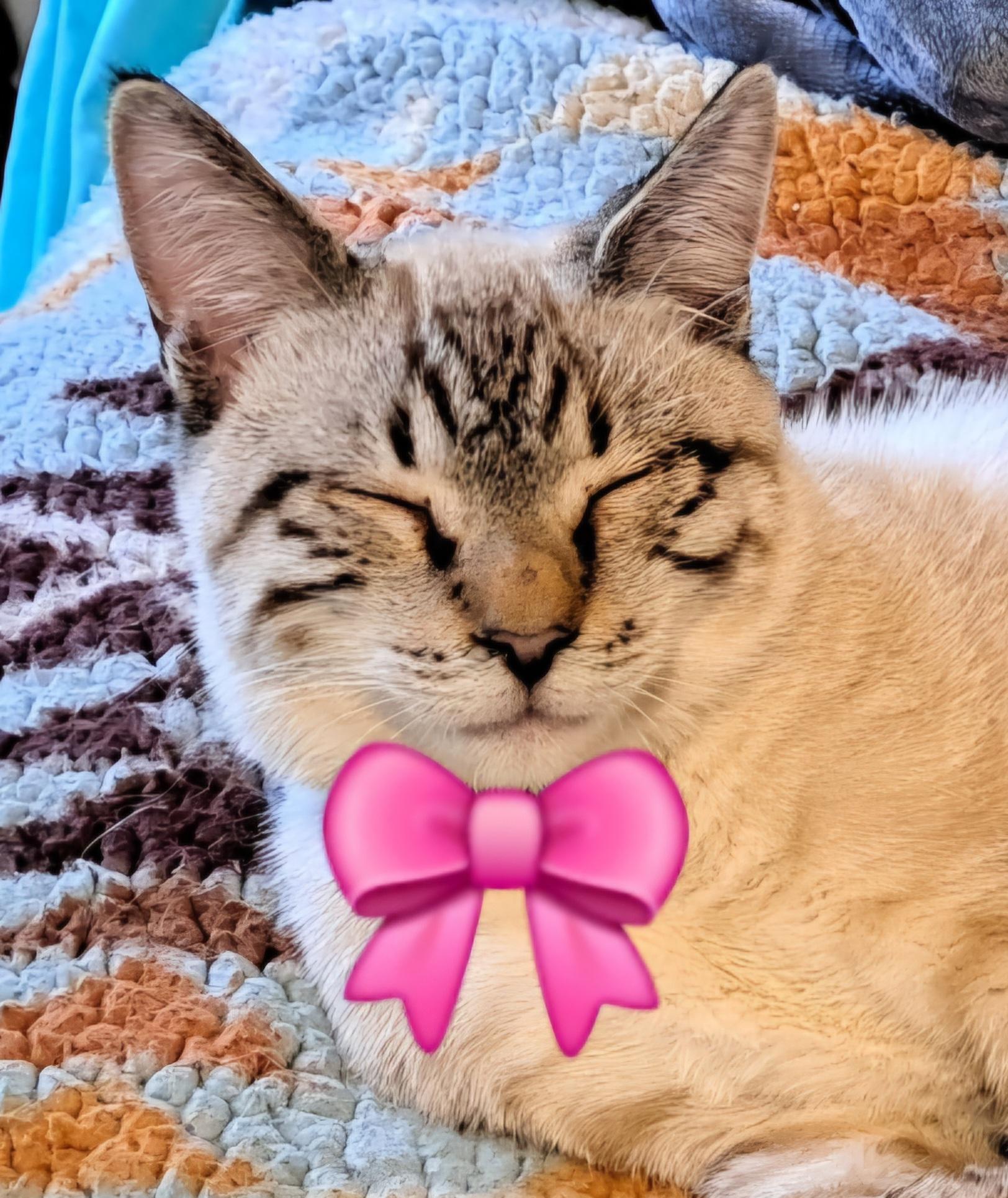 Joey "bed buddy", Adopted, Kitten Male Siamese.