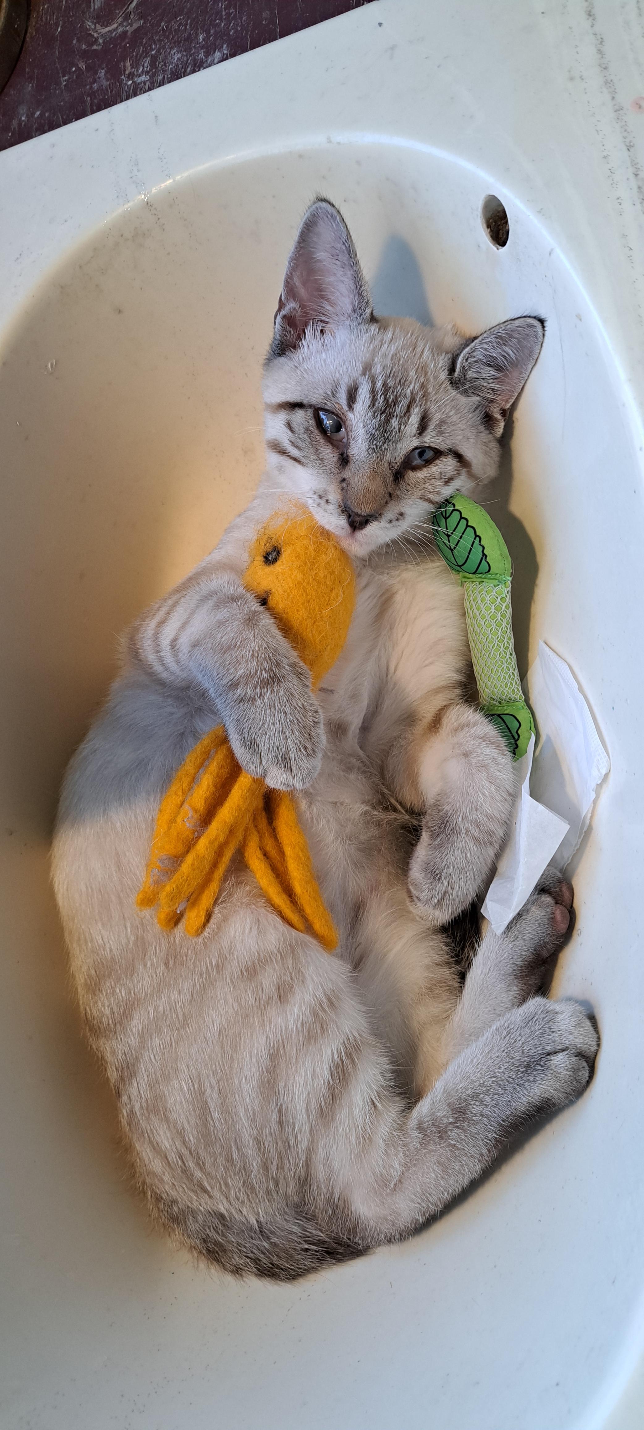 Enlarge Joey "bed buddy", a Adopted Siamese in Los Angeles, CA image 6/6