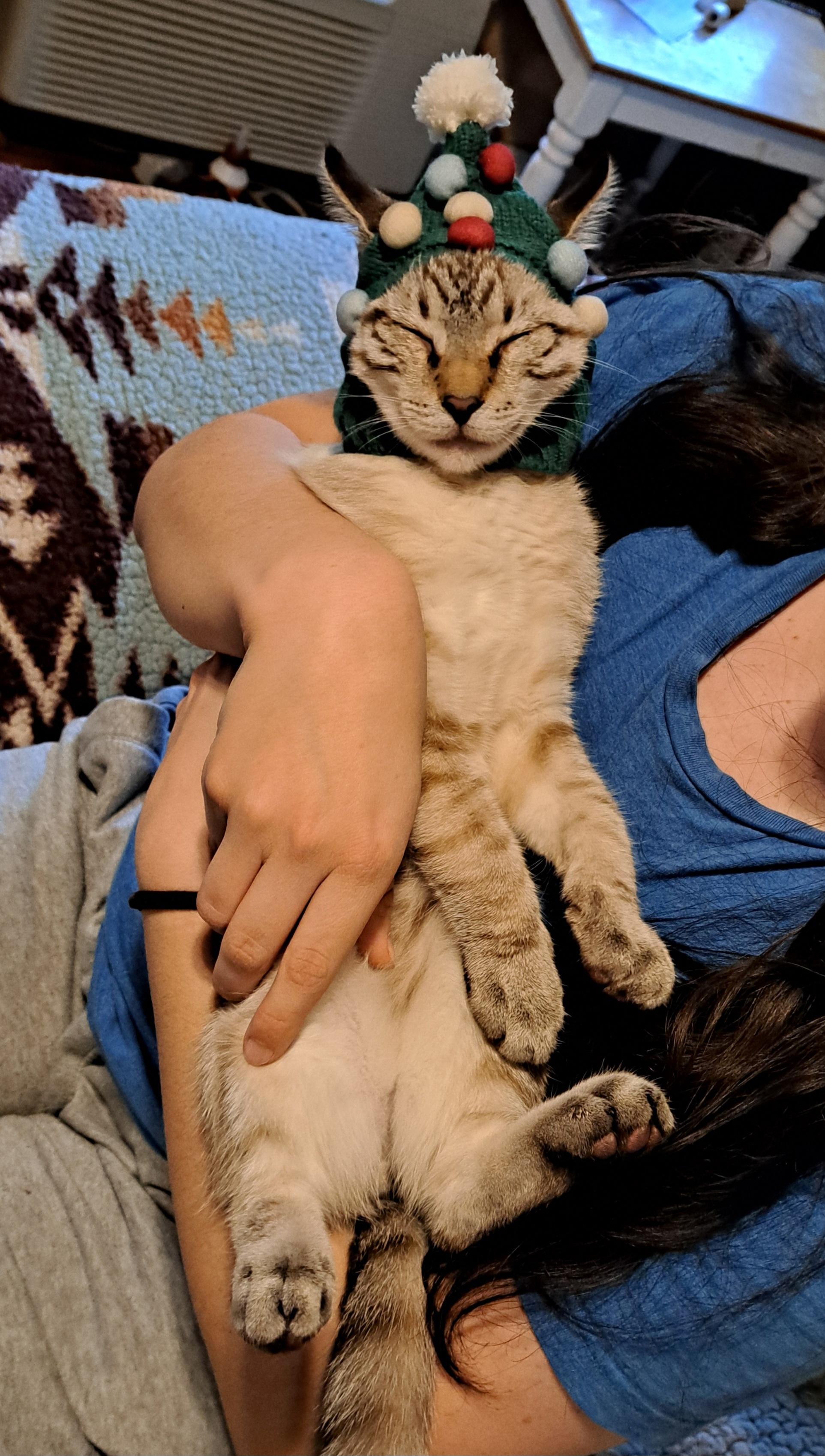 Enlarge Joey "bed buddy", a Adopted Siamese in Los Angeles, CA image 5/6