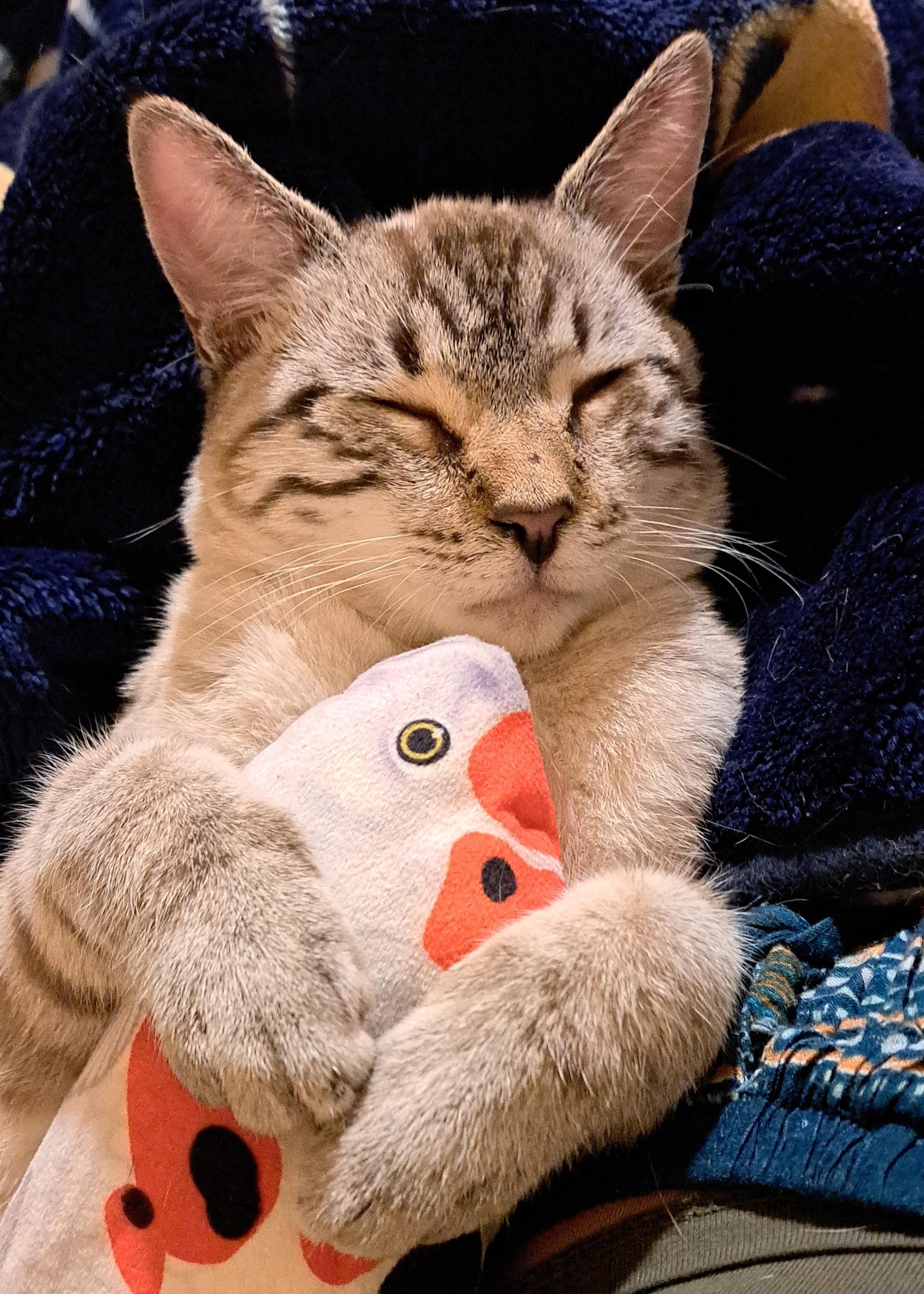 Enlarge Joey "bed buddy", a Adopted Siamese in Los Angeles, CA image 4/6