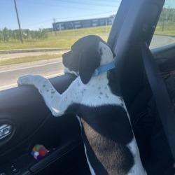 Enlarge Pinenut, a Adoptable Mixed Breed in Calgary, AB image 1/6