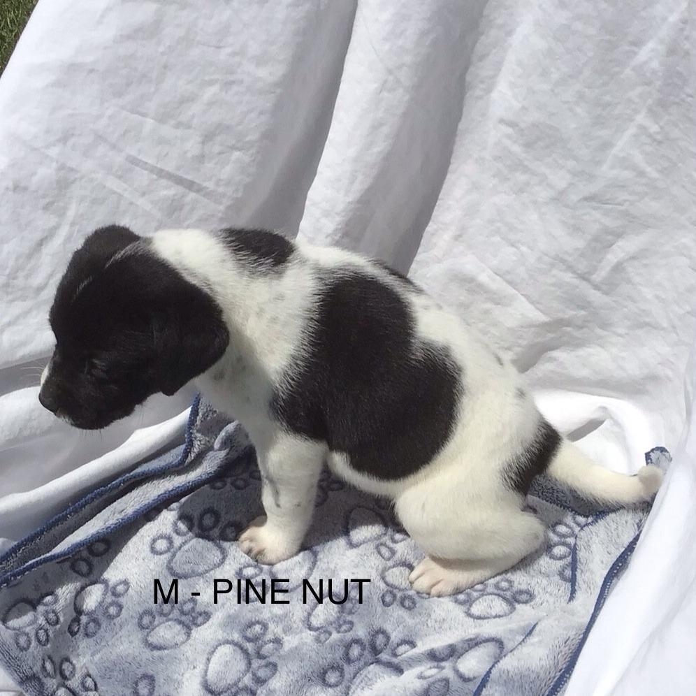 Enlarge Pinenut, a Adoptable Mixed Breed in Calgary, AB image 2/6