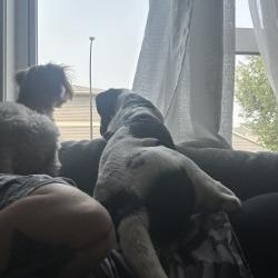 Enlarge Pinenut, a Adoptable Mixed Breed in Calgary, AB image 5/6