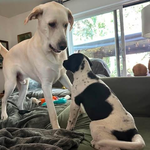 Enlarge Pinenut, a Adoptable Mixed Breed in Calgary, AB image 6/6