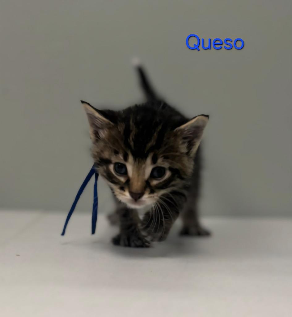 Enlarge Queso, a Adoptable mixed breed in Viroqua, WI image 1/2