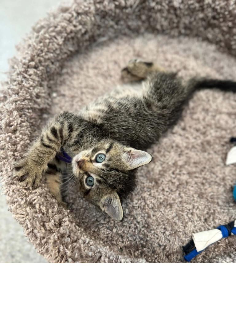 Enlarge Queso, a Adoptable mixed breed in Viroqua, WI image 2/2