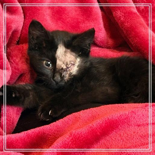 Enlarge America, a Adoptable Domestic Medium Hair in Philadelphia, PA image 1/5