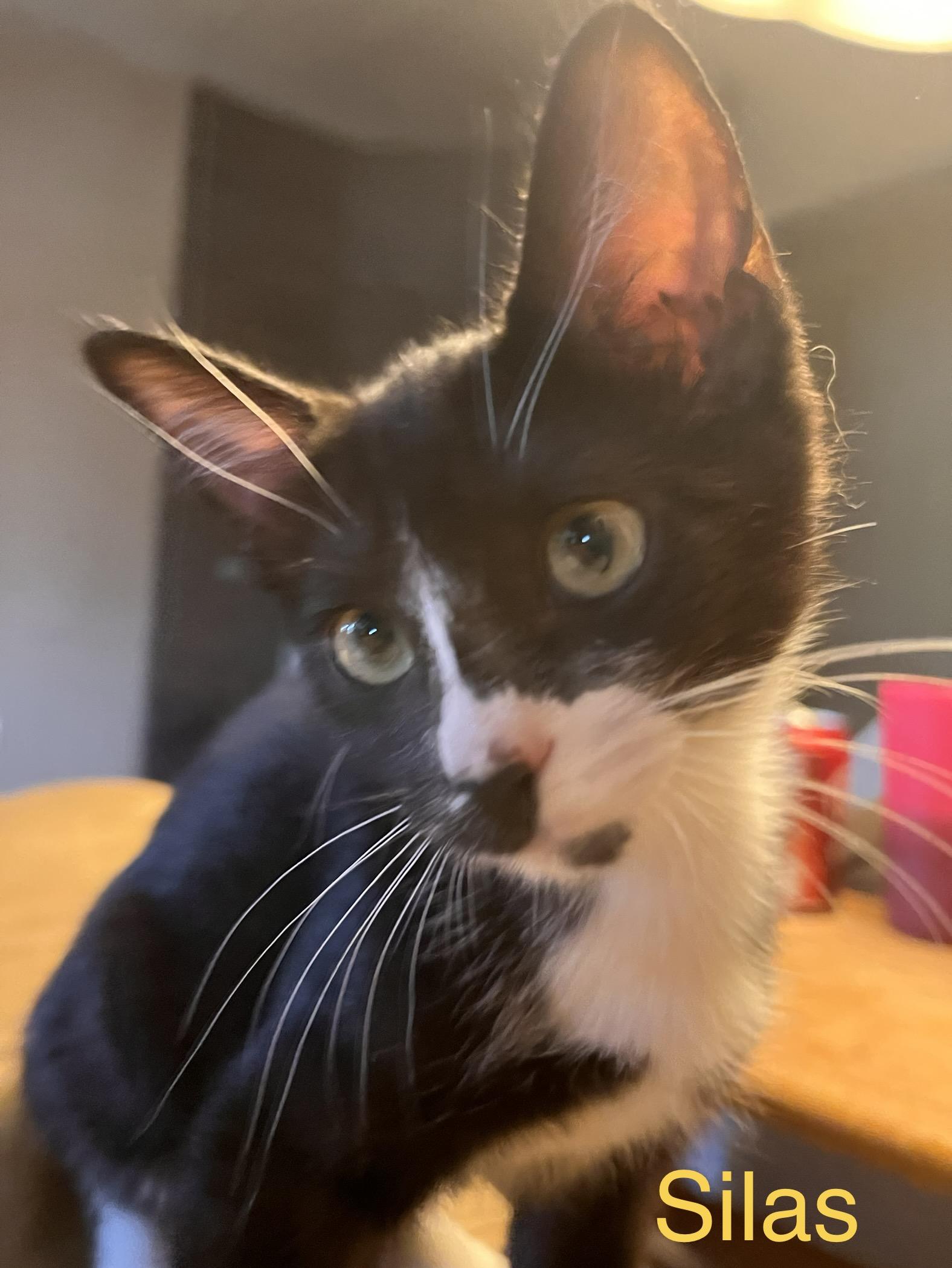 Silas, Adoptable, Kitten Male American Shorthair & Domestic Short Hair.