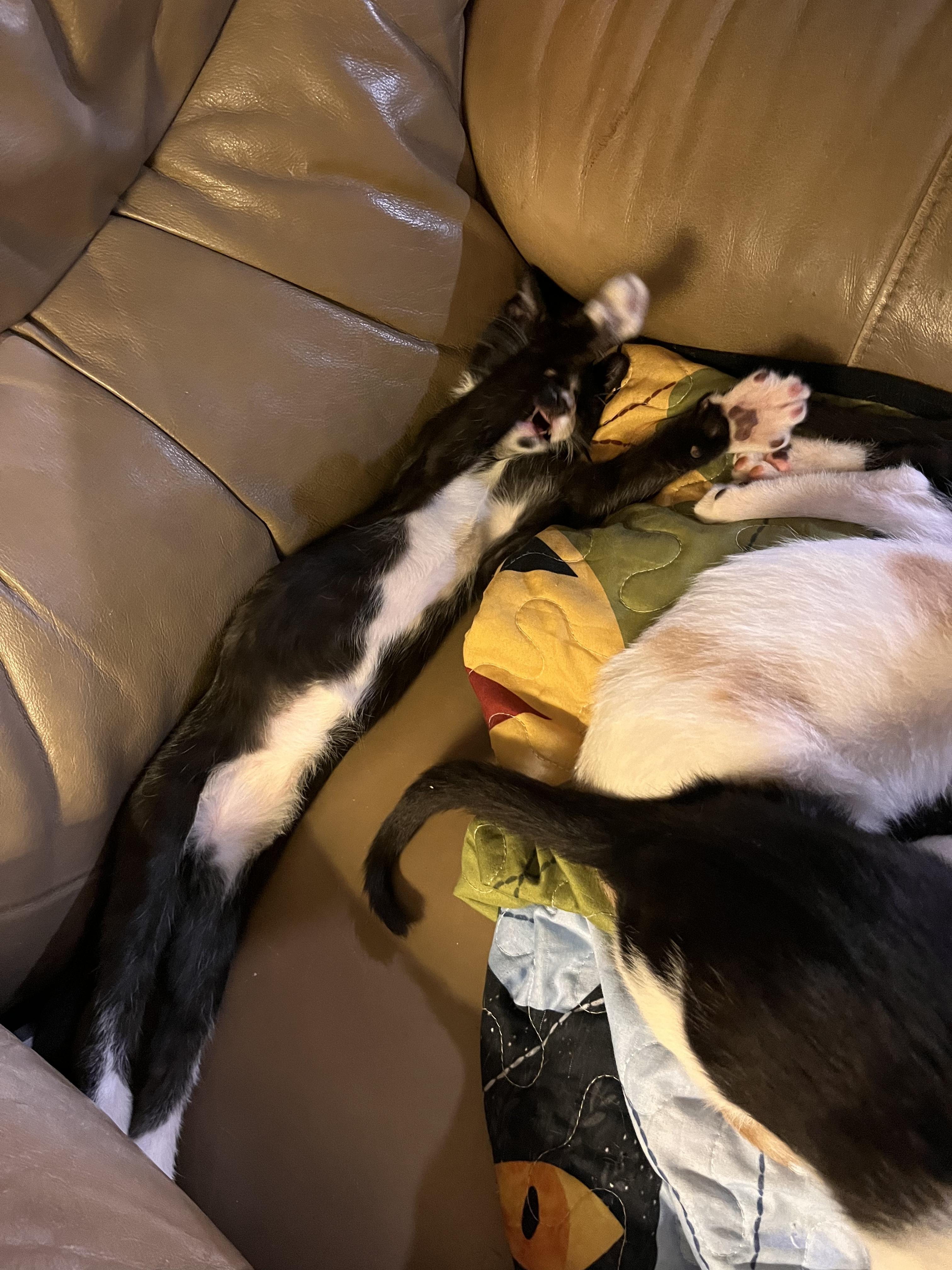 Enlarge Silas, a Adoptable mixed breed in Moreno Valley, CA image 2/3